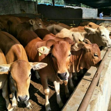 鲁西黄牛犊100~200kg