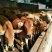 鲁西黄牛犊100~200kg