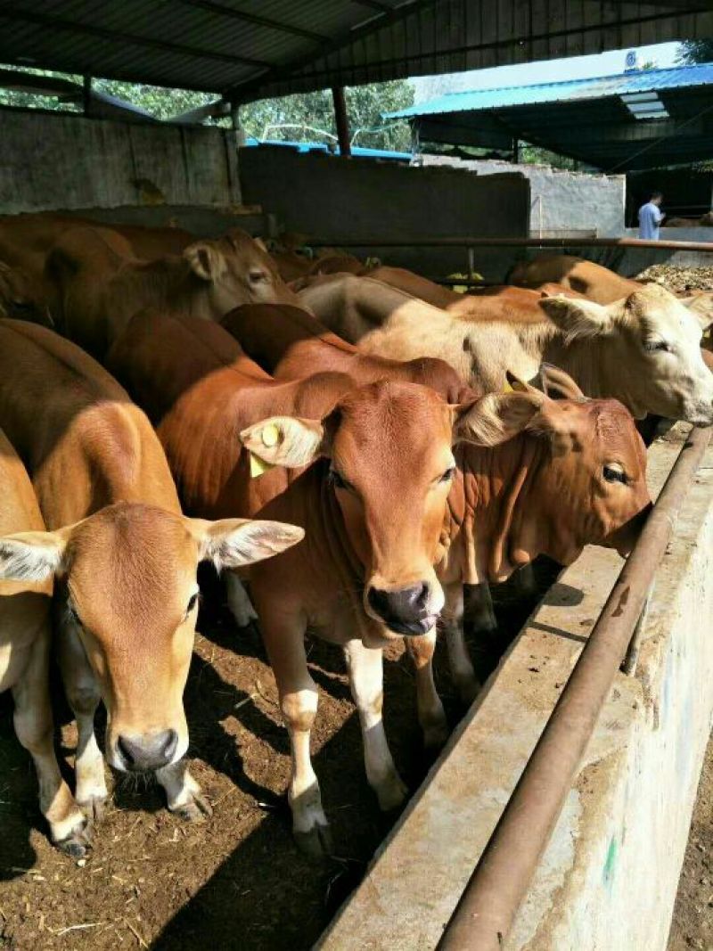 鲁西黄牛犊100~200kg