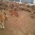 鲁西黄牛犊100~200kg
