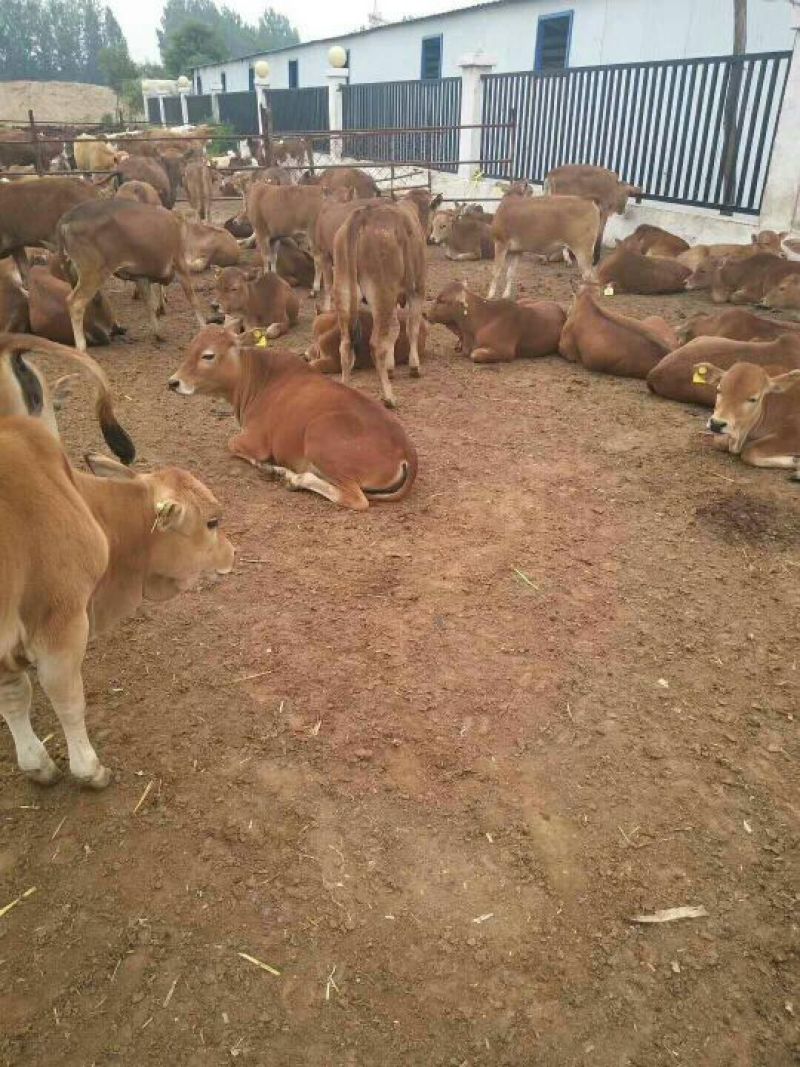 鲁西黄牛犊100~200kg