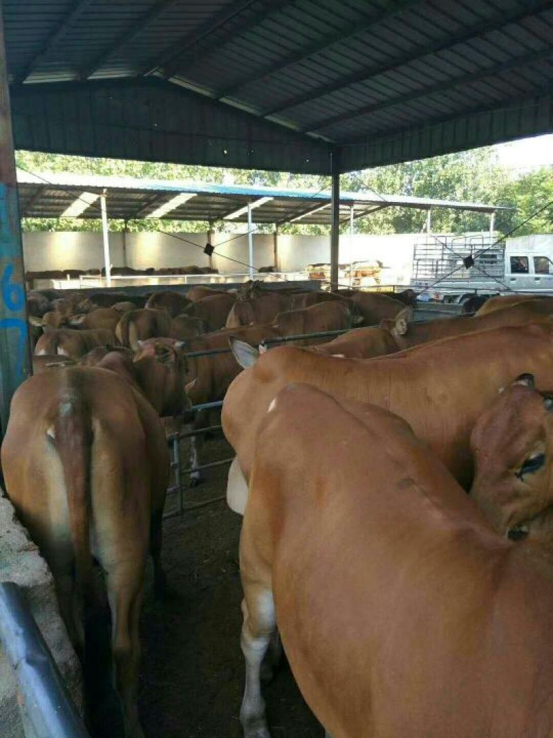 鲁西黄牛犊100~200kg