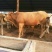 鲁西黄牛犊100~200kg