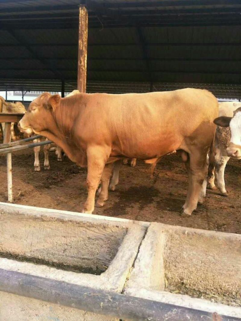 鲁西黄牛犊100~200kg