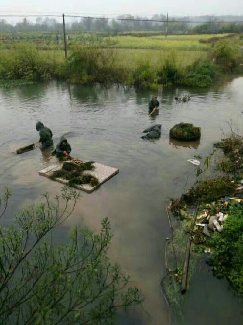 苦草