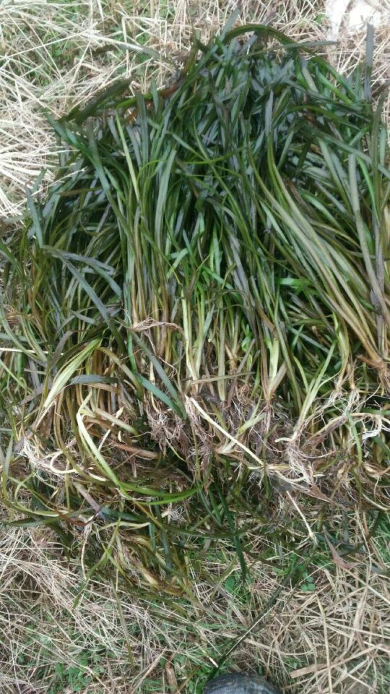苦草