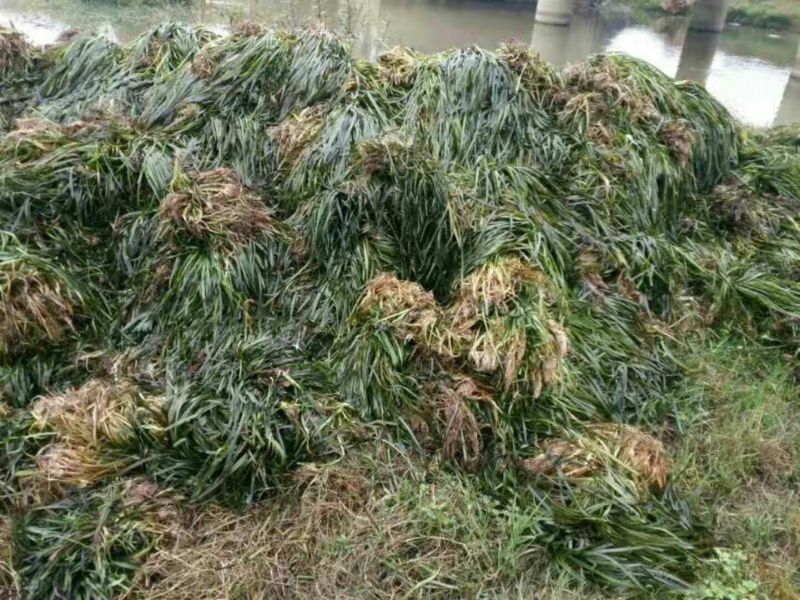 苦草