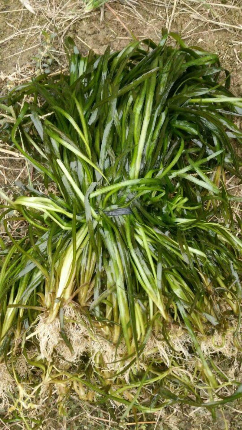 苦草
