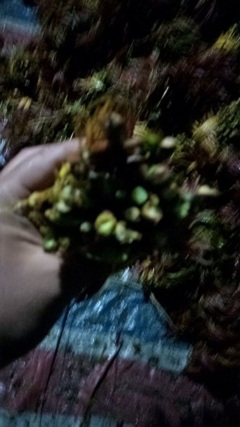 香椿芽20cm以下