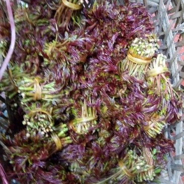 香椿芽20cm以下