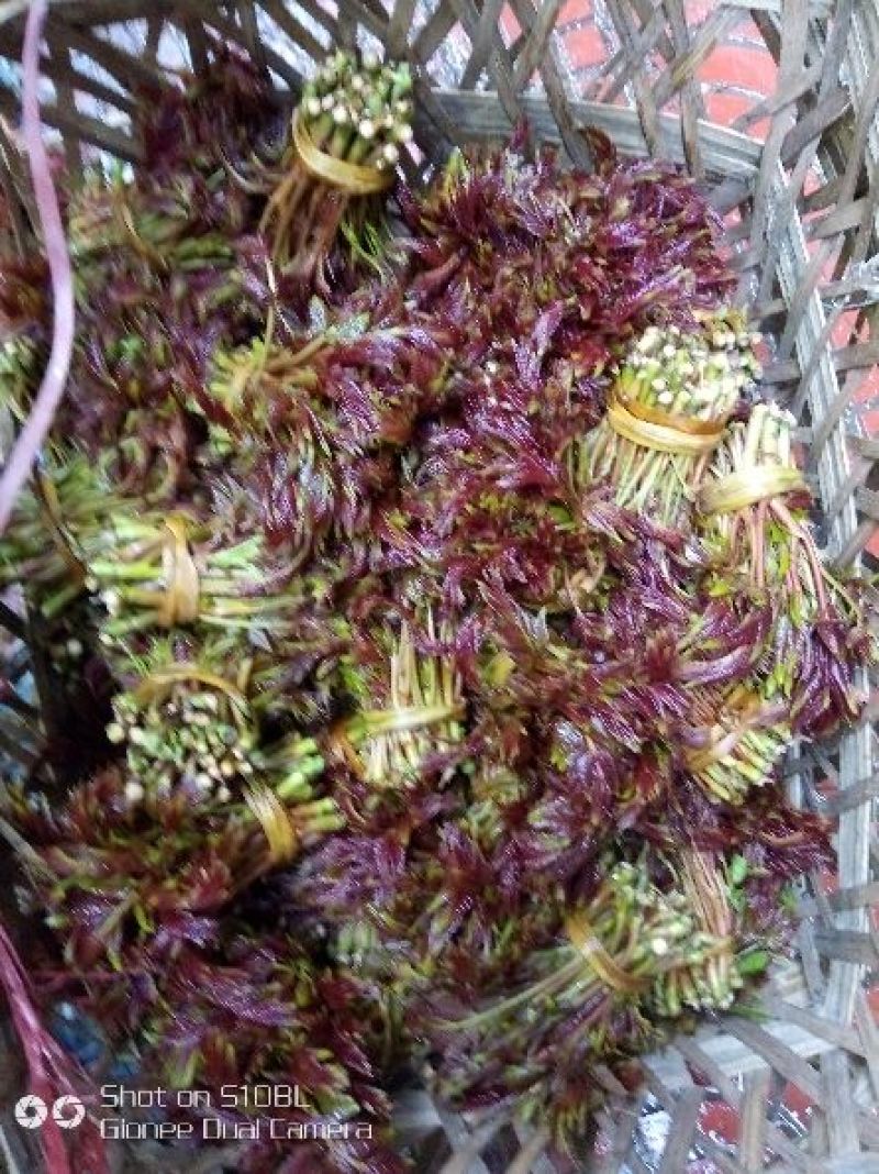 香椿芽20cm以下