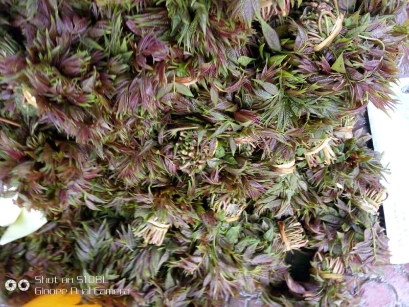 香椿芽20cm以下