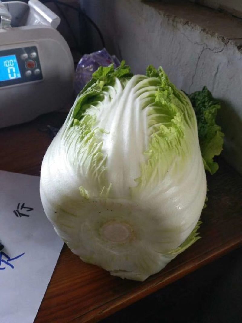 山东莒县黄心大白菜大量上市
