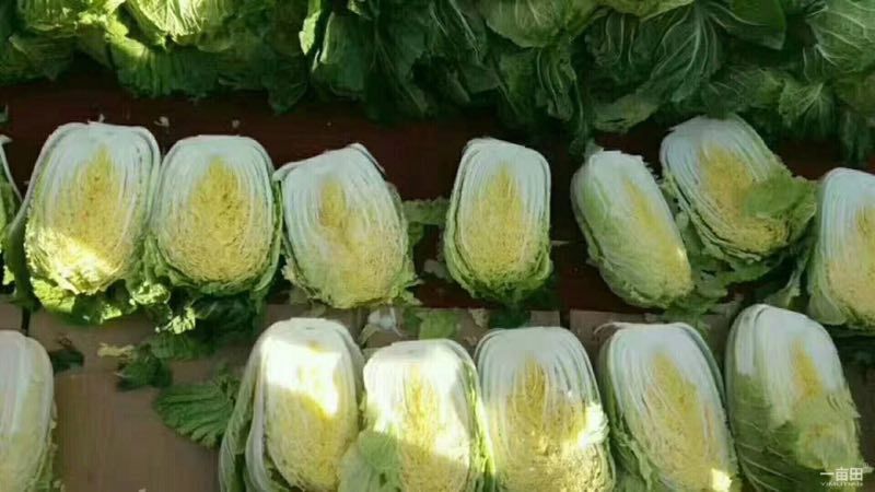 山东莒县黄心大白菜大量上市