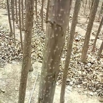 107杨树苗4公分