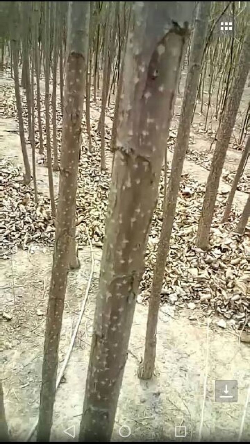 107杨树苗4公分