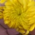 菊花种苗