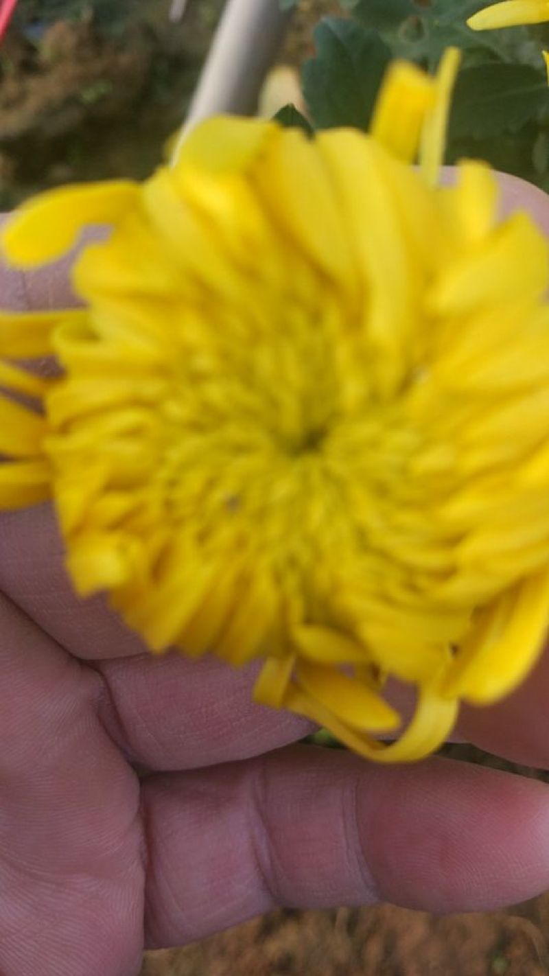 菊花种苗