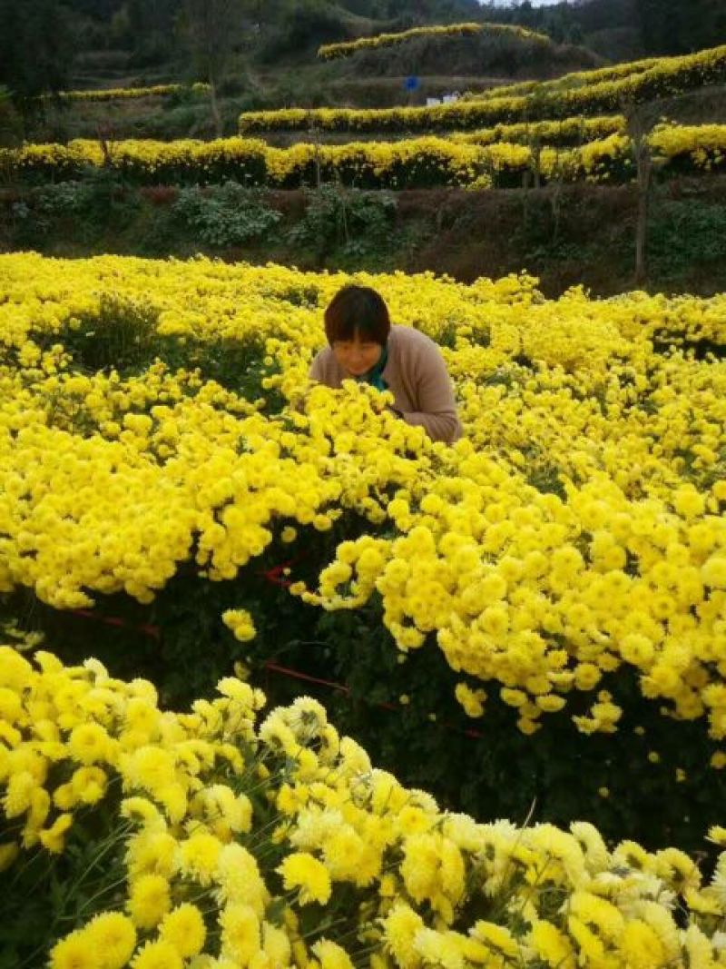 菊花种苗