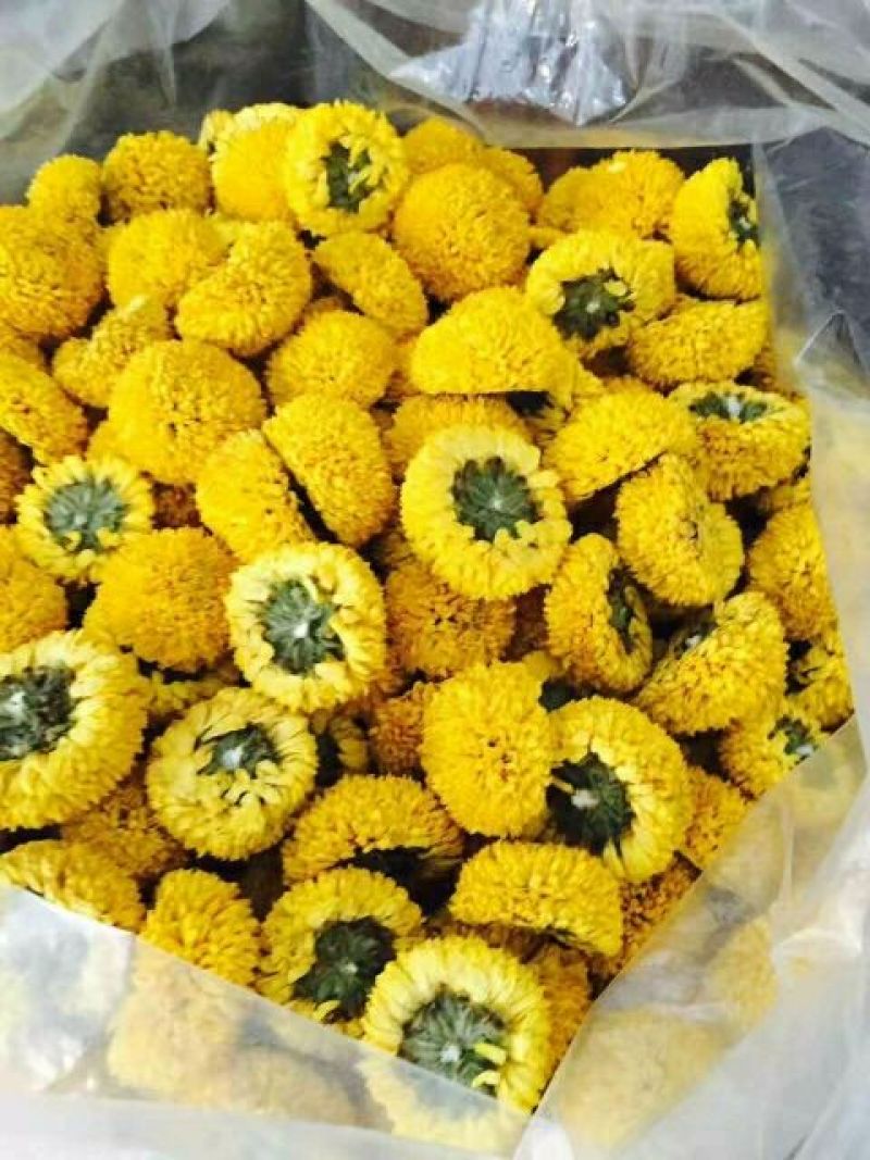 菊花种苗