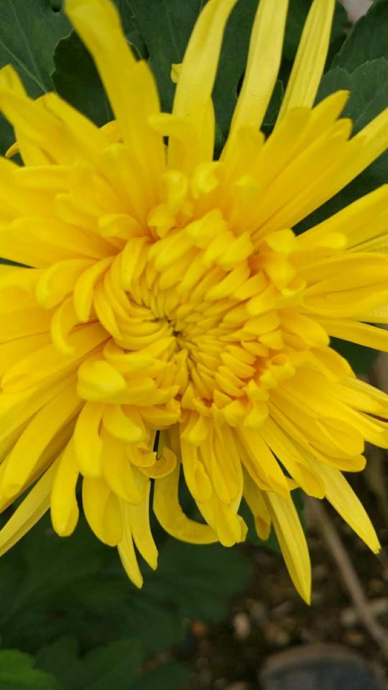 菊花种苗