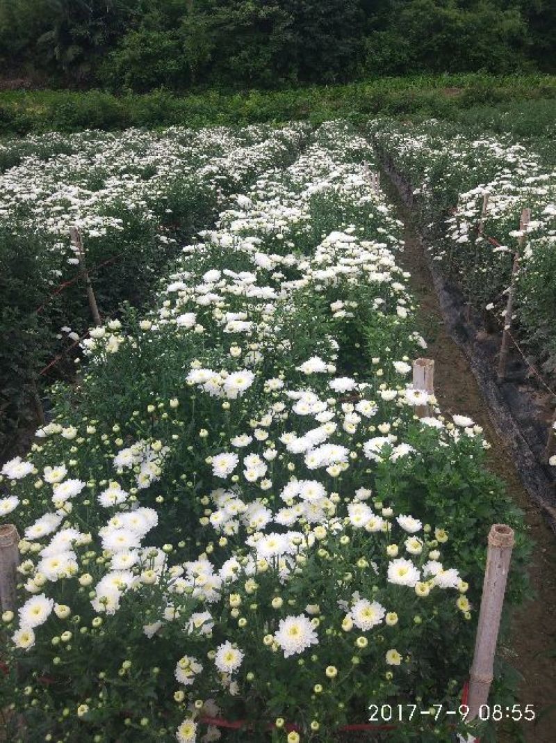 菊花种苗