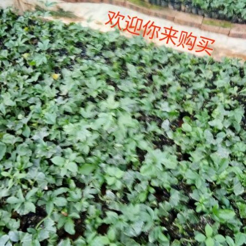 百香果苗10~20cm