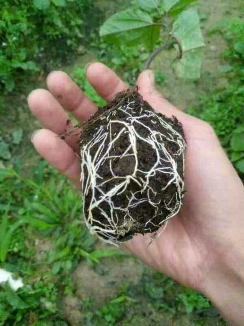 百香果苗10~20cm