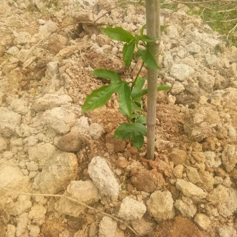 百香果苗10~20cm