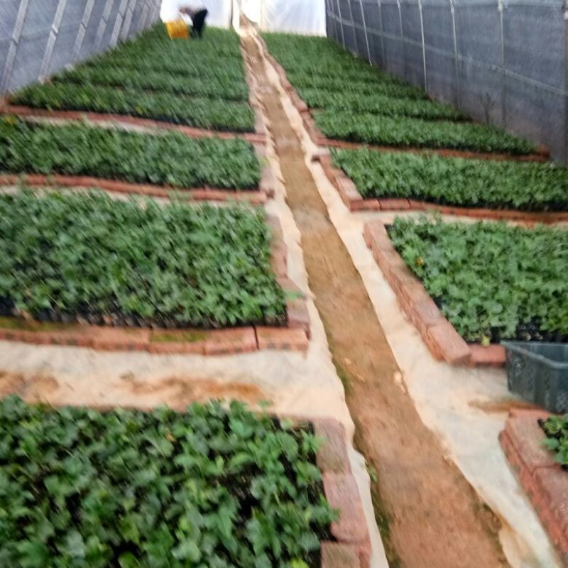 百香果苗10~20cm