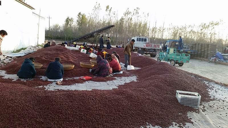 金丝小枣干枣厂家直供一手货源品质保证