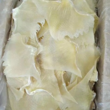 鱼翅
