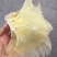 鱼翅