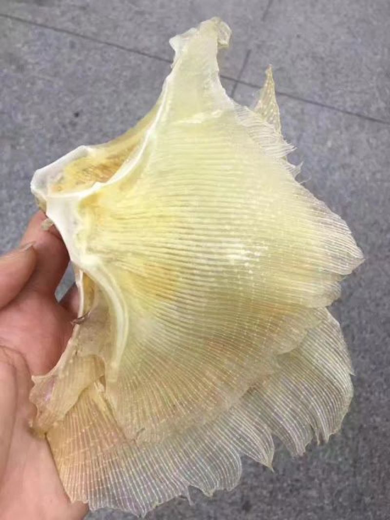 鱼翅