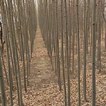 白蜡树4~6cm4~6cm