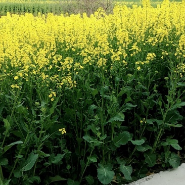 油菜籽1级