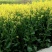 油菜籽1级