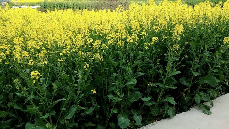 油菜籽1级