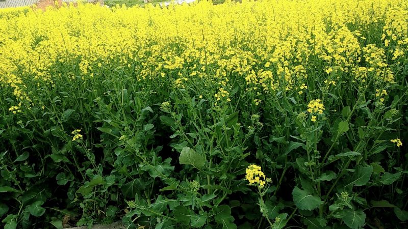 油菜籽1级