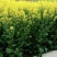油菜籽1级