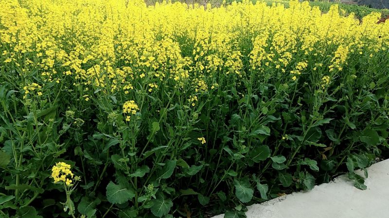 油菜籽1级
