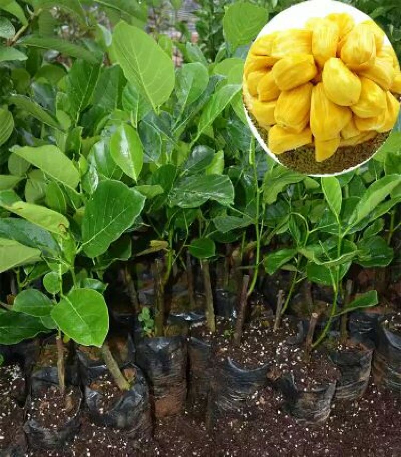 菠萝蜜苗稿接树