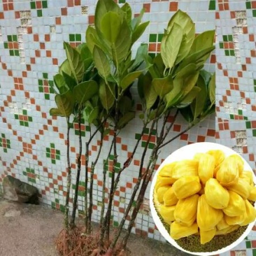 菠萝蜜苗稿接树