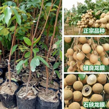 龙眼树苗50~80cm