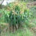 芒果苗1m以下