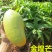 芒果苗1m以下