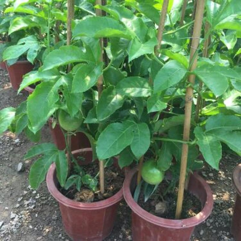 百香果苗30~50cm