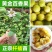 百香果苗30~50cm