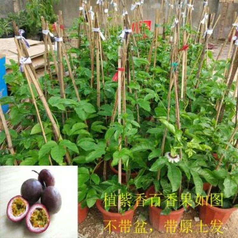 百香果苗30~50cm
