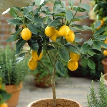 柠檬苗30~50cm